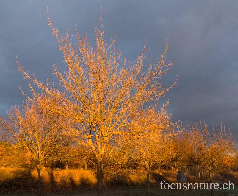 Arbre 4484.jpg - Feu d'artifice végétal un soir orageux (Sud de la France, janvier 2013)